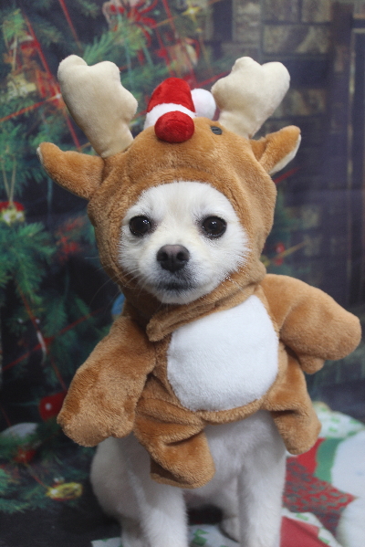 東京都港区のポメラニアンのトリミング画像