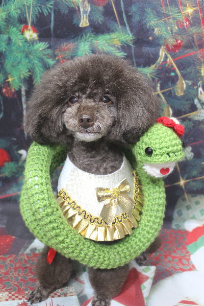 千葉県柏市のトイプードルのトリミング画像