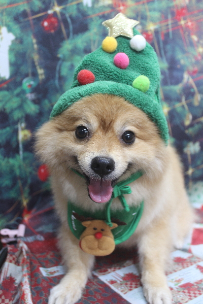 千葉県船橋市ポメラニアンのトリミング画像
