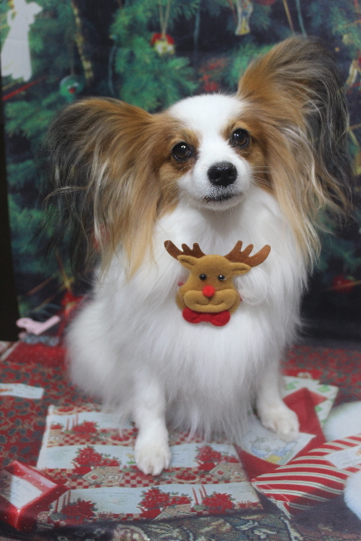 千葉県鎌ヶ谷市のパピヨンのトリミング画像