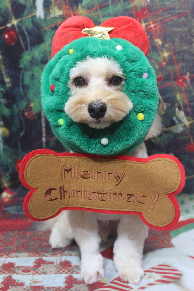 千葉県鎌ヶ谷市のミックス犬のトリミング画像