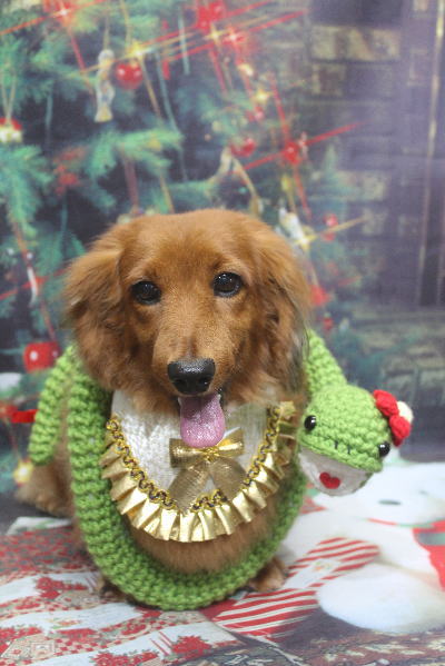 千葉県鎌ケ谷のミニチュアダックスのトリミング画像