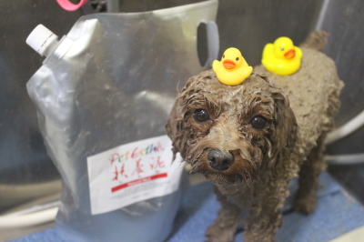 千葉県鎌ケ谷市トイプードルの泥パック画像
