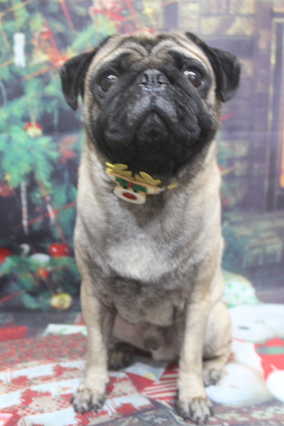 千葉県鎌ケ谷市のパグのトリミング画像