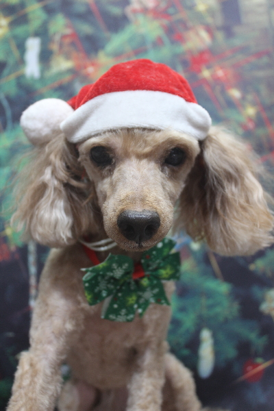 千葉県船橋市のトイプードルのトリミング画像