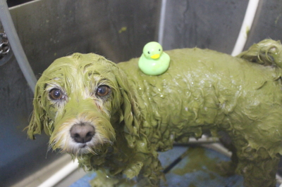 千葉県鎌ケ谷市のミックス犬のハーブパック画像