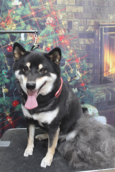 千葉県船橋市の柴犬のトリミング前画像