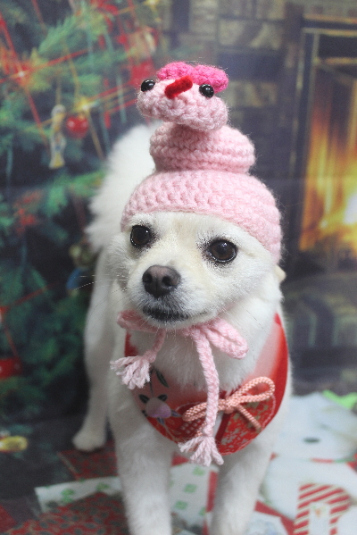 東京都港区のポメラニアンのトリミング画像