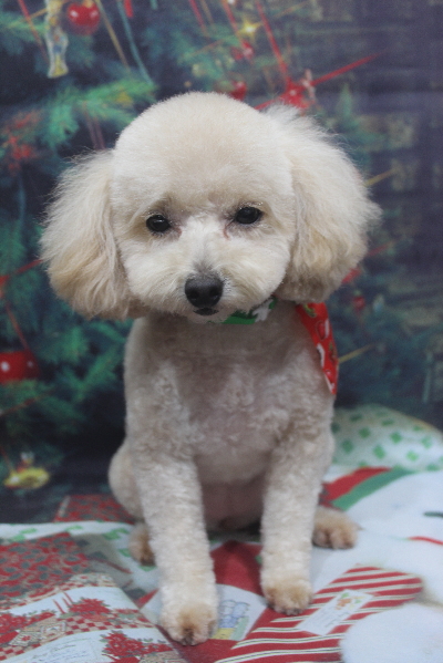 千葉県鎌ケ谷市のトイプードルのトリミング画像