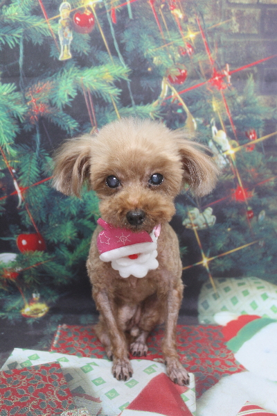 千葉県鎌ケ谷市のトイプードルのトリミング画像