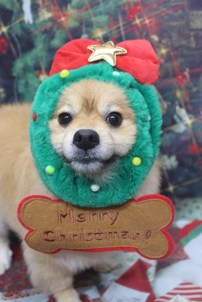 千葉県船橋市ポメラニアンのトリミング画像