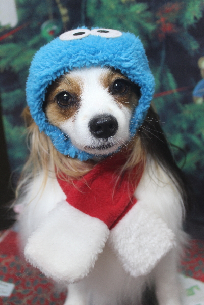 千葉県鎌ヶ谷市のパピヨンのトリミング画像