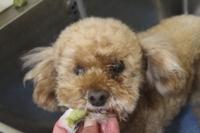 千葉県鎌ヶ谷市のトイプードルの歯磨き画像