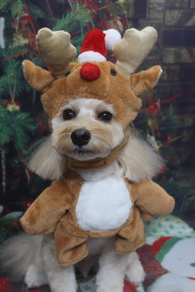 千葉県鎌ヶ谷市のミックス犬のトリミング画像