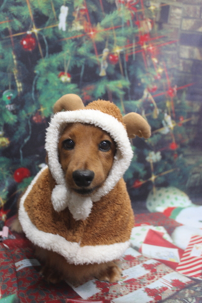 千葉県鎌ケ谷のミニチュアダックスのトリミング画像