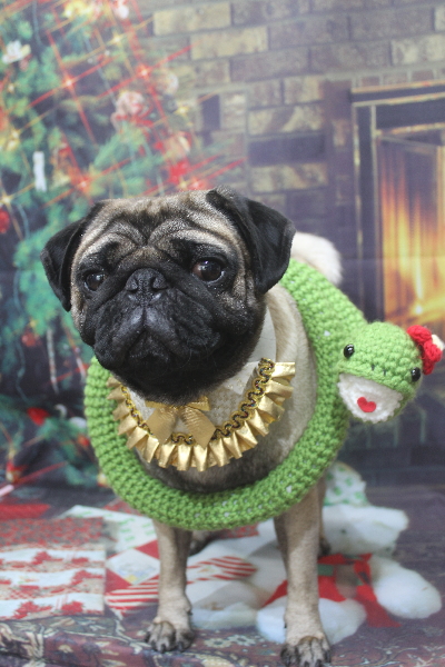 千葉県鎌ケ谷市のパグのトリミング画像