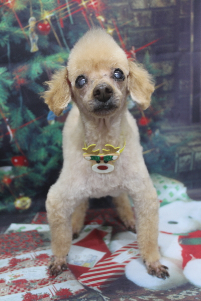 千葉県船橋市のトイプードルのトリミング画像