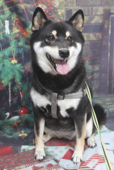 千葉県船橋市の柴犬のトリミング前画像