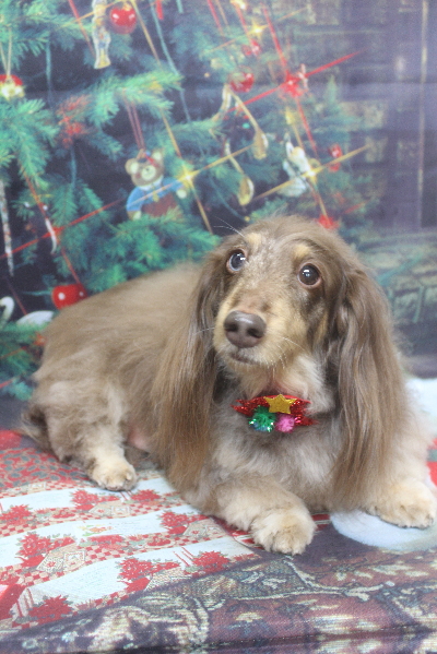 千葉県松戸市のミニチュアダックスのトリミング画像