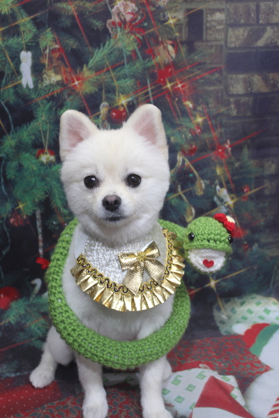 東京都港区のポメラニアンのトリミング画像