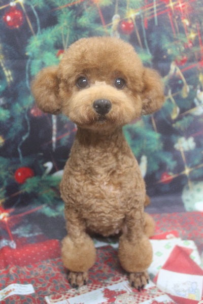 トイプードルブリーダーの成犬、トリミング画像