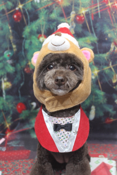 千葉県柏市のトイプードルのトリミング画像