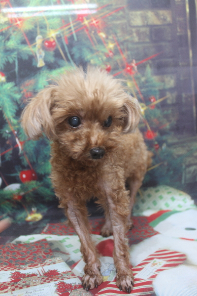 千葉県鎌ケ谷市のトイプードルのトリミング前画像