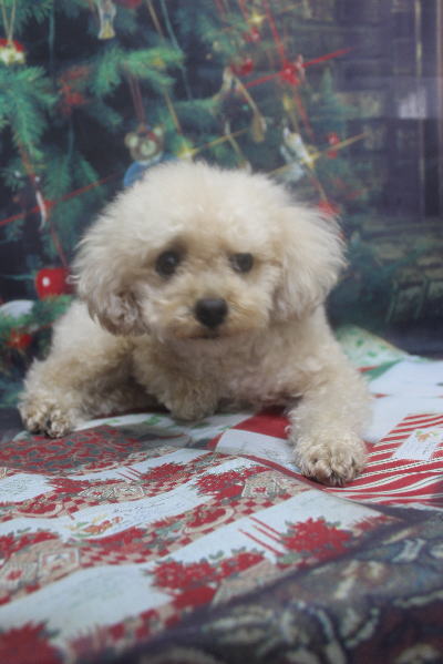 千葉県鎌ケ谷市のトイプードルのトリミング前画像