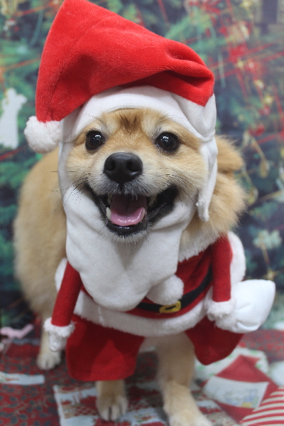 千葉県船橋市ポメラニアンのトリミング画像