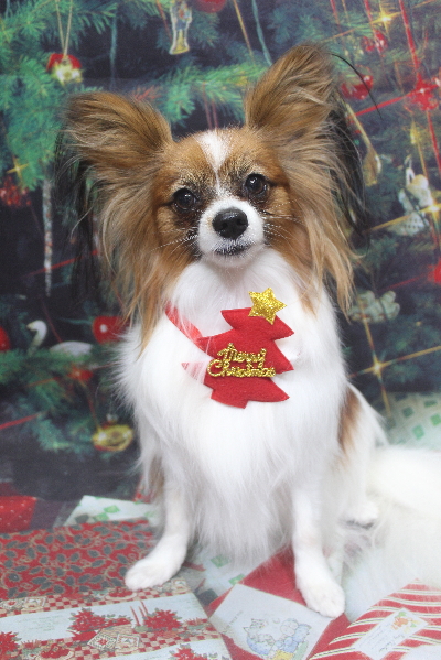 千葉県鎌ヶ谷市のパピヨンのトリミング画像