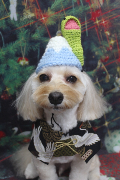 千葉県鎌ヶ谷市のミックス犬のトリミング画像