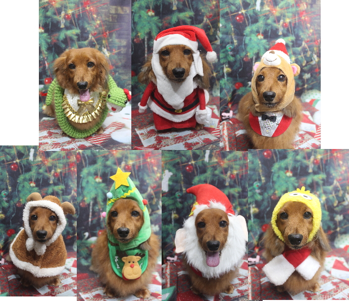 千葉県鎌ケ谷のミニチュアダックスのトリミング画像