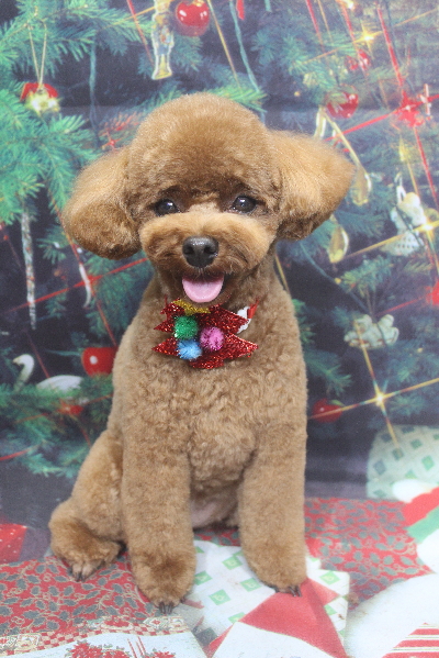 千葉県鎌ケ谷市トイプードルのトリミング画像