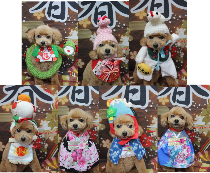 千葉県鎌ケ谷市のトイプードルのトリミング画像