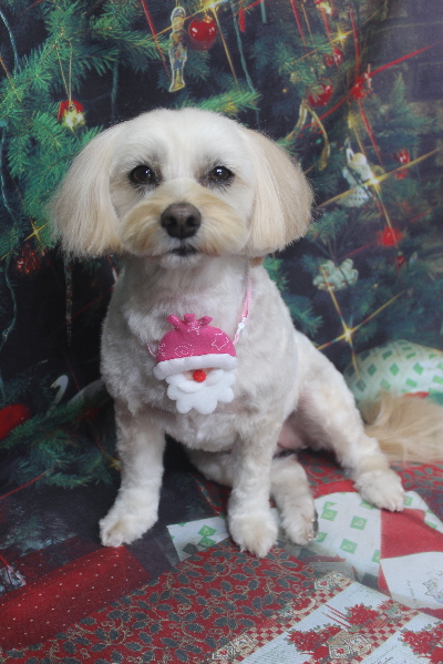 千葉県鎌ケ谷市のミックス犬のトリミング画像