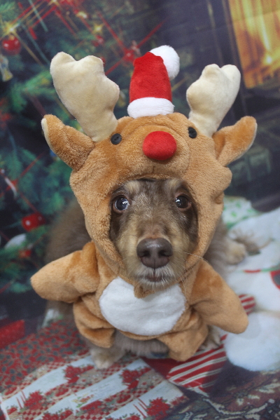 千葉県松戸市のミニチュアダックスのトリミング画像