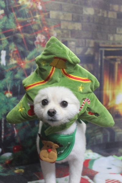 東京都港区のポメラニアンのトリミング画像