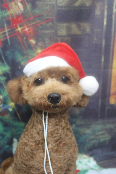 トイプードルブリーダーの成犬、トリミング画像