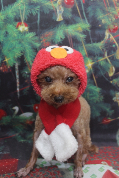 千葉県鎌ケ谷市のトイプードルのトリミング画像