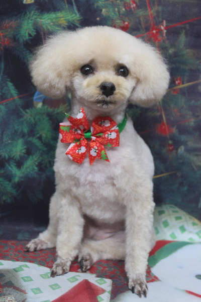 千葉県鎌ケ谷市のトイプードルのトリミング画像