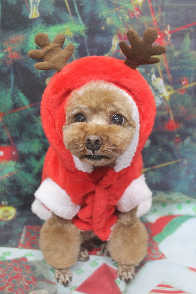 千葉県鎌ケ谷市のトイプードルのトリミング画像