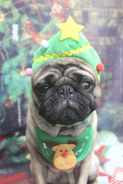 千葉県鎌ケ谷市のパグのトリミング画像