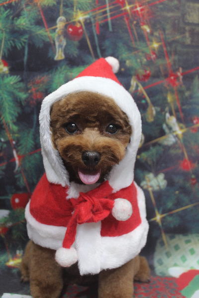 千葉県鎌ケ谷市トイプードルのトリミング画像