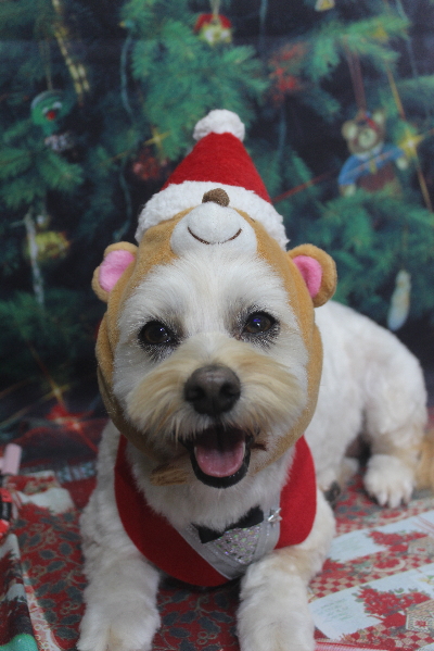 千葉県鎌ケ谷市のミックス犬のトリミング画像