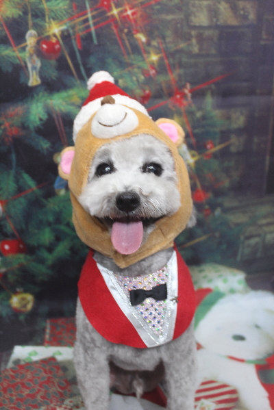 千葉県船橋市のトイプードルのトリミング画像