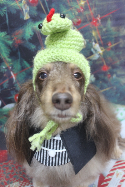 千葉県松戸市のミニチュアダックスのトリミング画像