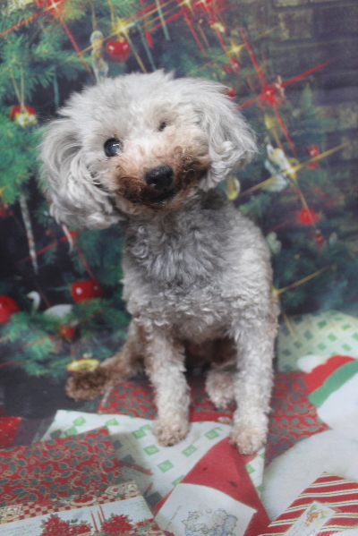 トイプードルブリーダーの成犬、トリミング画像