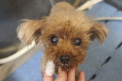 千葉県鎌ケ谷市のトイプードルの歯磨き画像