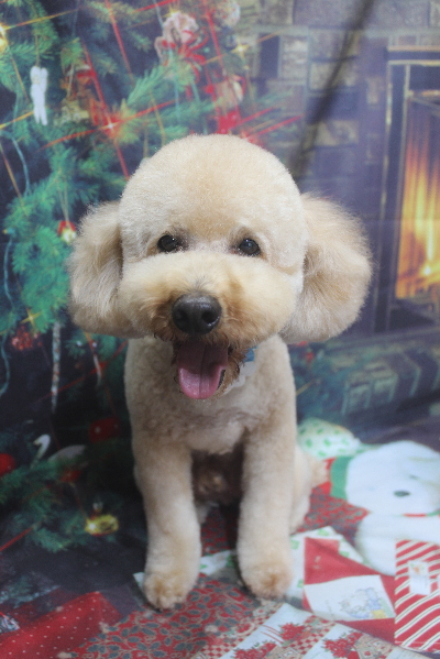 千葉県船橋市のトイプードルのトリミング画像