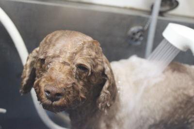 千葉県鎌ケ谷市のトイプードルのオゾンシャワー画像